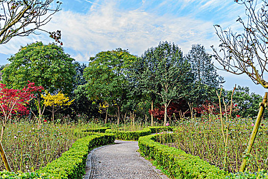 杭州花圃秋景