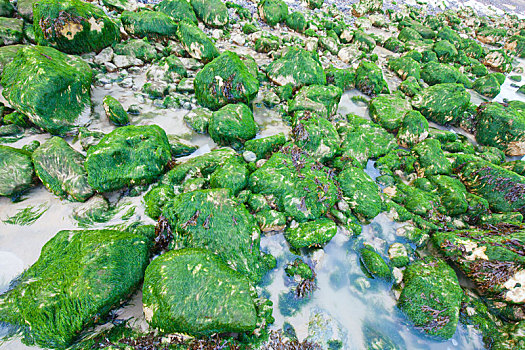 藻类,岩石上