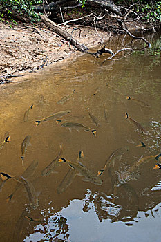 水虎鱼,群,靠近,岸边,河,圭亚那