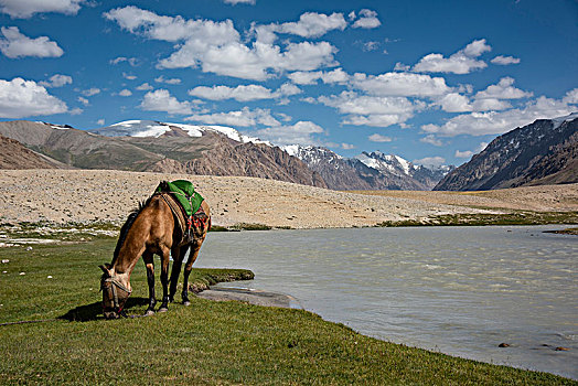 马,放牧,走廊,阿富汗