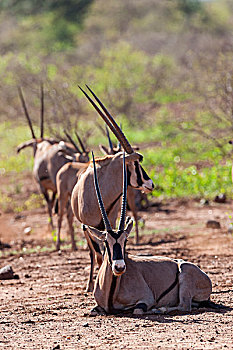南非大羚羊,羚羊,长角羚羊,牧群,逆光,国家公园,肯尼亚,非洲