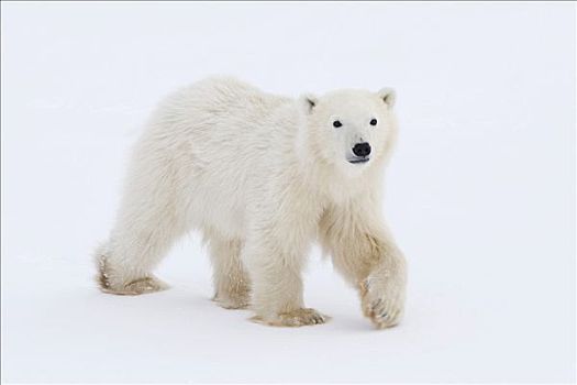 北极熊,幼兽,新生,丘吉尔市,曼尼托巴,加拿大
