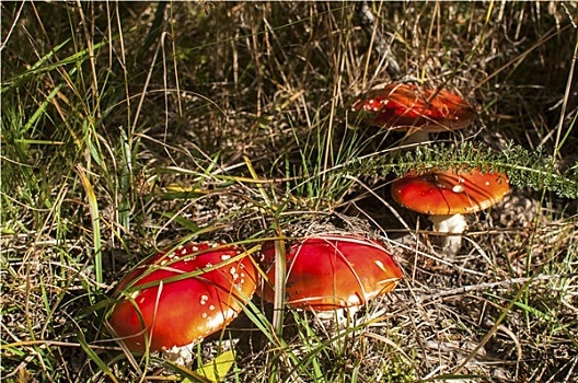 红色,毒蘑菇
