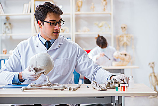 教授,学习,人体骨骼,实验室