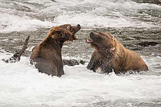 两个,棕熊,叫,相互