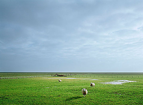 绵羊,放牧,乡村,草场