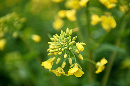 油菜花