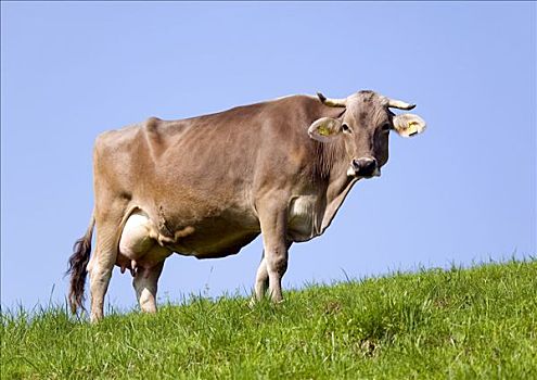 奶牛,草场,巴伐利亚,德国