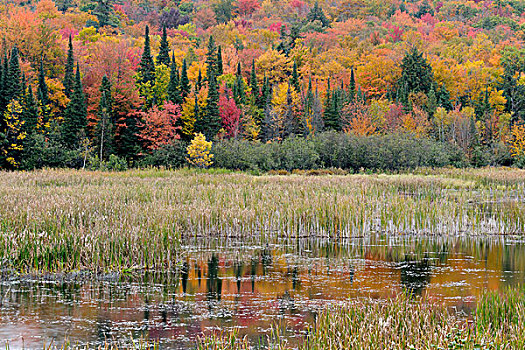 云杉,枫树,反射,海狸塘,安大略省,加拿大
