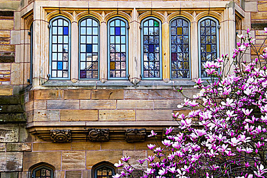 耶鲁大学,木兰,窗户,反射