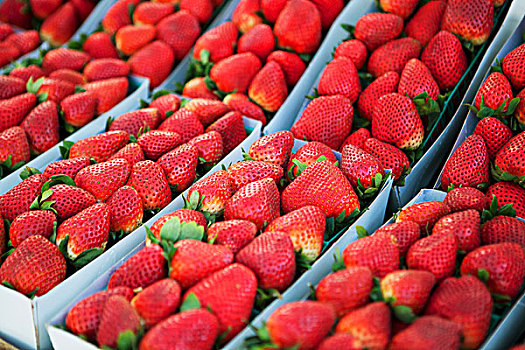 篮子,新鲜,有机,草莓,市场