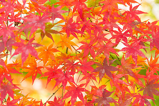 枫树,秋季