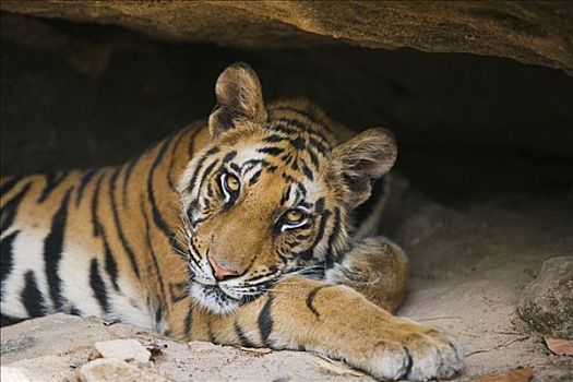 孟加拉虎,虎,11个月,老,幼兽,休息,小,洞穴,四月,干燥,季节,班德哈维夫国家公园,印度