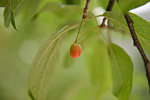 灿烂樱花