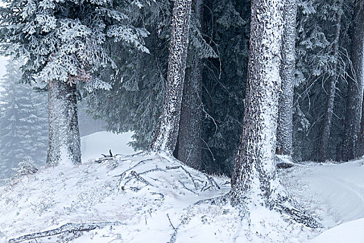 奥地利,蒙塔丰,积雪,树林