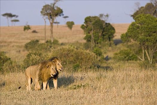 非洲狮,狮子,走,热带草原,马赛马拉,肯尼亚