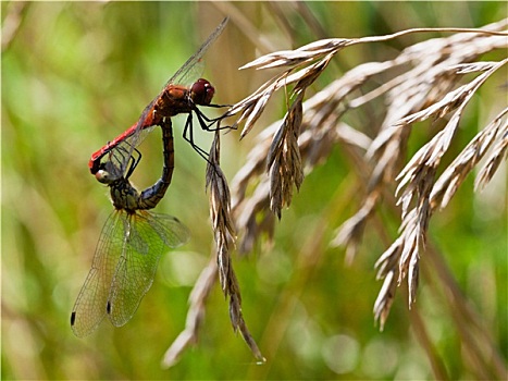 情侣,红色,蜻蜓