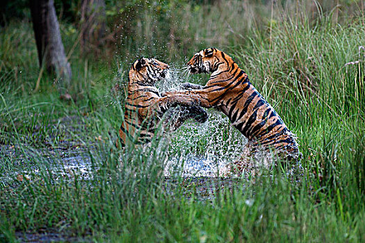 孟加拉虎,虎,一对,玩,水中,班德哈维夫国家公园,印度
