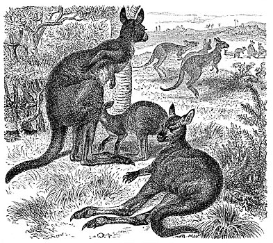 历史,大灰袋鼠,灰袋鼠,19世纪