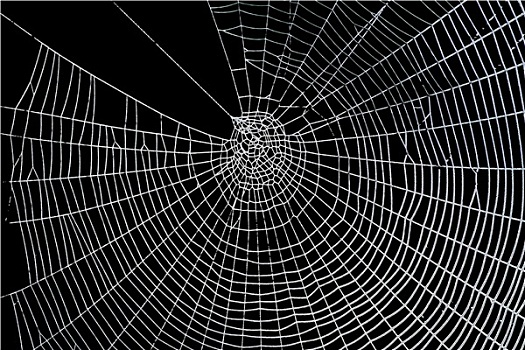漂亮,恐怖,吓人,蜘蛛网
