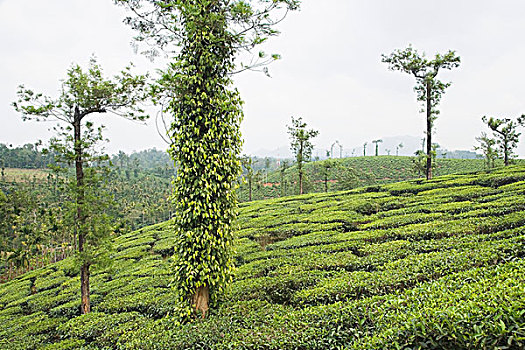 树,茶,花园,迈索尔,印度