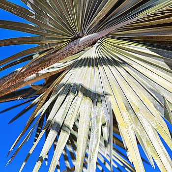 澳大利亚,枝条,棕榈树,蓝天