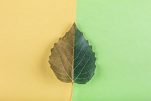 树叶的颜色体现季节交替,季节变化创意图片