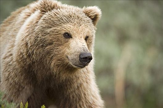 成年,棕熊,站立,苔原,德纳里峰国家公园,阿拉斯加,夏天