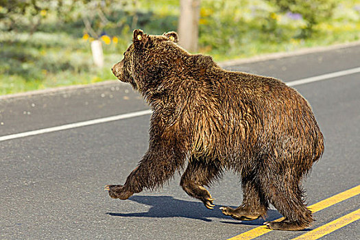 棕熊,公路,大台顿国家公园