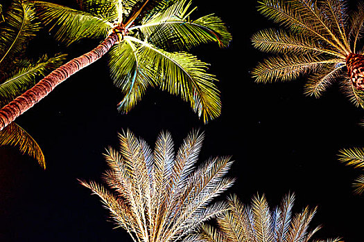 仰视,泛光灯照明,棕榈树,夜晚