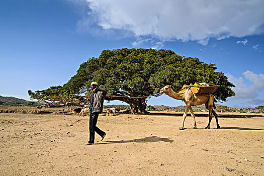 骆驼,走,正面,巨大,悬铃木,树,靠近,厄立特里亚,非洲