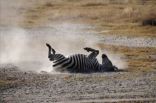 斑马,马,沙子,沐浴,恩格罗恩格罗,保护区,坦桑尼亚,非洲