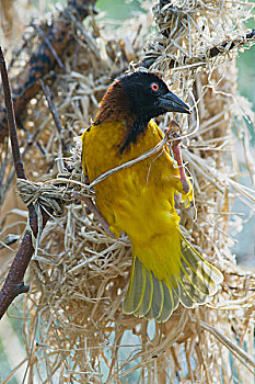 织雀,红嘴鸥,动物园,北莱茵威斯特伐利亚,德国,欧洲