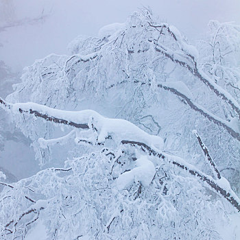 西岭雪山大雪的美丽风景