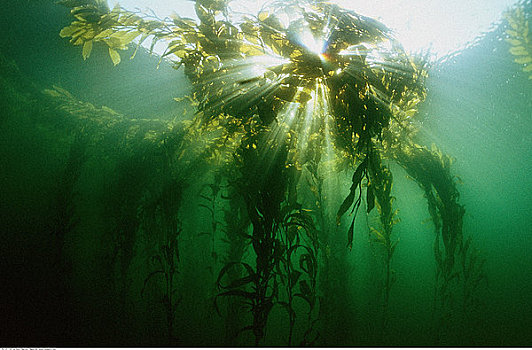 海藻,树林