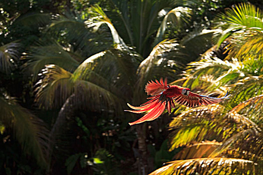 海湾群岛,洪都拉斯,深红色,金刚鹦鹉,绯红金刚鹦鹉,飞行,树林,保存