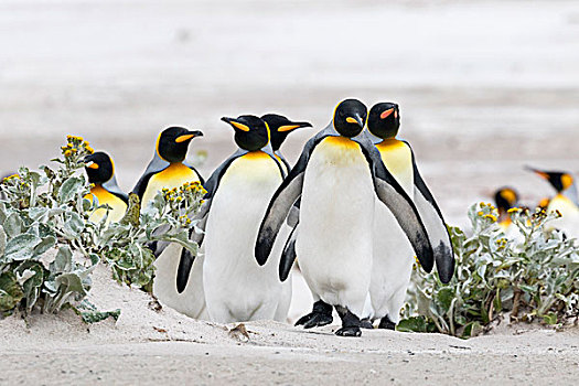 帝企鹅,福克兰群岛,南大西洋,群,企鹅,行进,沙滩,生物群