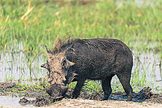 博茨瓦纳,奥卡万戈三角洲,普通,疣猪,放牧