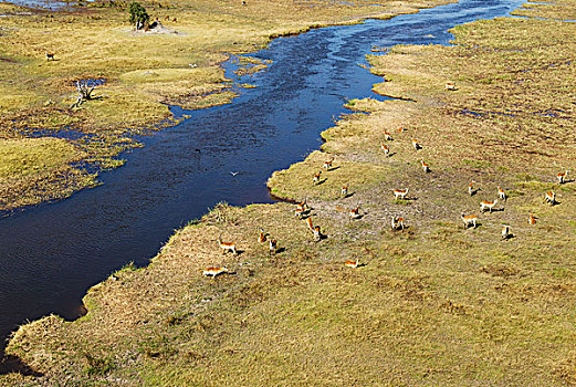 红色,牧群,淡水,湿地,河,航拍,奥卡万戈三角洲,博茨瓦纳,非洲