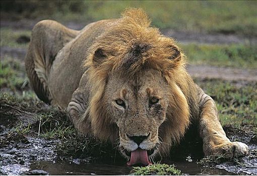 喝,雄性,狮子,猫科动物,哺乳动物,马赛马拉,肯尼亚,非洲,动物