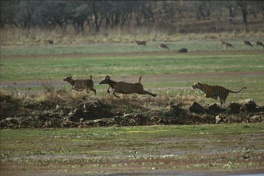 孟加拉虎,虎,追逐,水鹿,鹿,伦滕波尔国家公园,印度