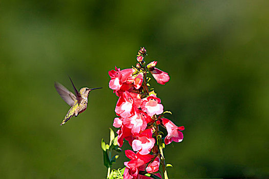 蜂鸟,加利福尼亚,美国