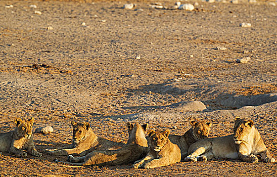 狮子,两个,女性,右边,中心,四个,亚成体,雄性,幼兽,休息,晚上,埃托沙国家公园,纳米比亚,非洲