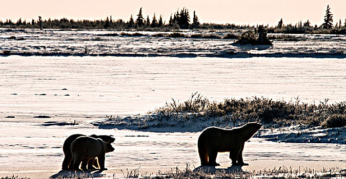 雌性,北极熊,幼兽,丘吉尔市,曼尼托巴,加拿大