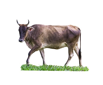 母牛,白色背景