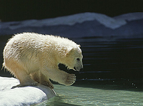 北极熊,幼兽,就绪,跳跃,水中