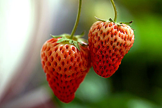 温室大棚中两个成熟的草莓