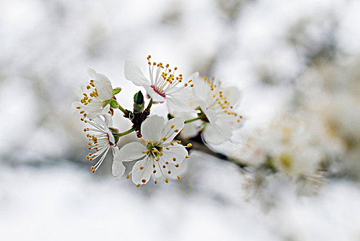 特写,花,枝条