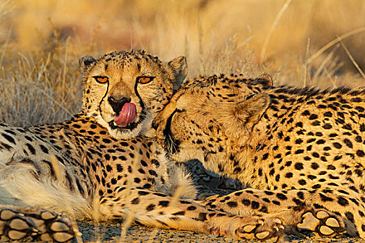 印度豹,猎豹,雄性,晚上,俘获,纳米比亚,非洲