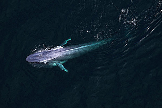 蓝鲸,平面,科特兹海,墨西哥